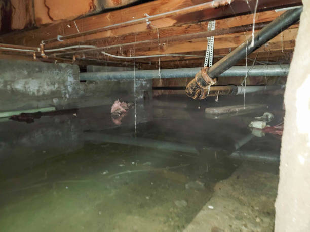 Best Professional water damage repair  in Upton, WY